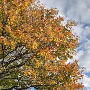 Bolton
              album